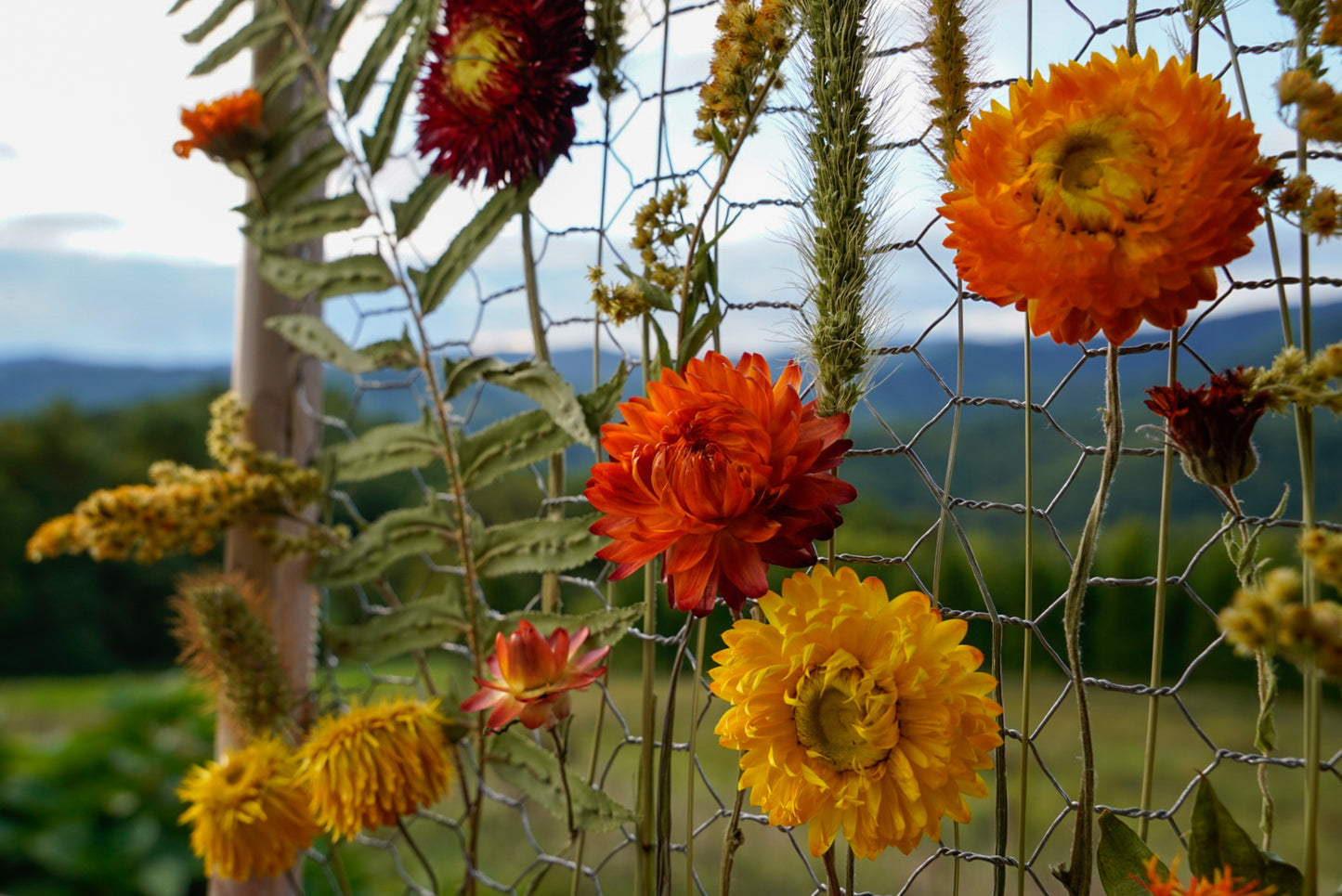 Everlasting Flower Panel- Autumn Dream