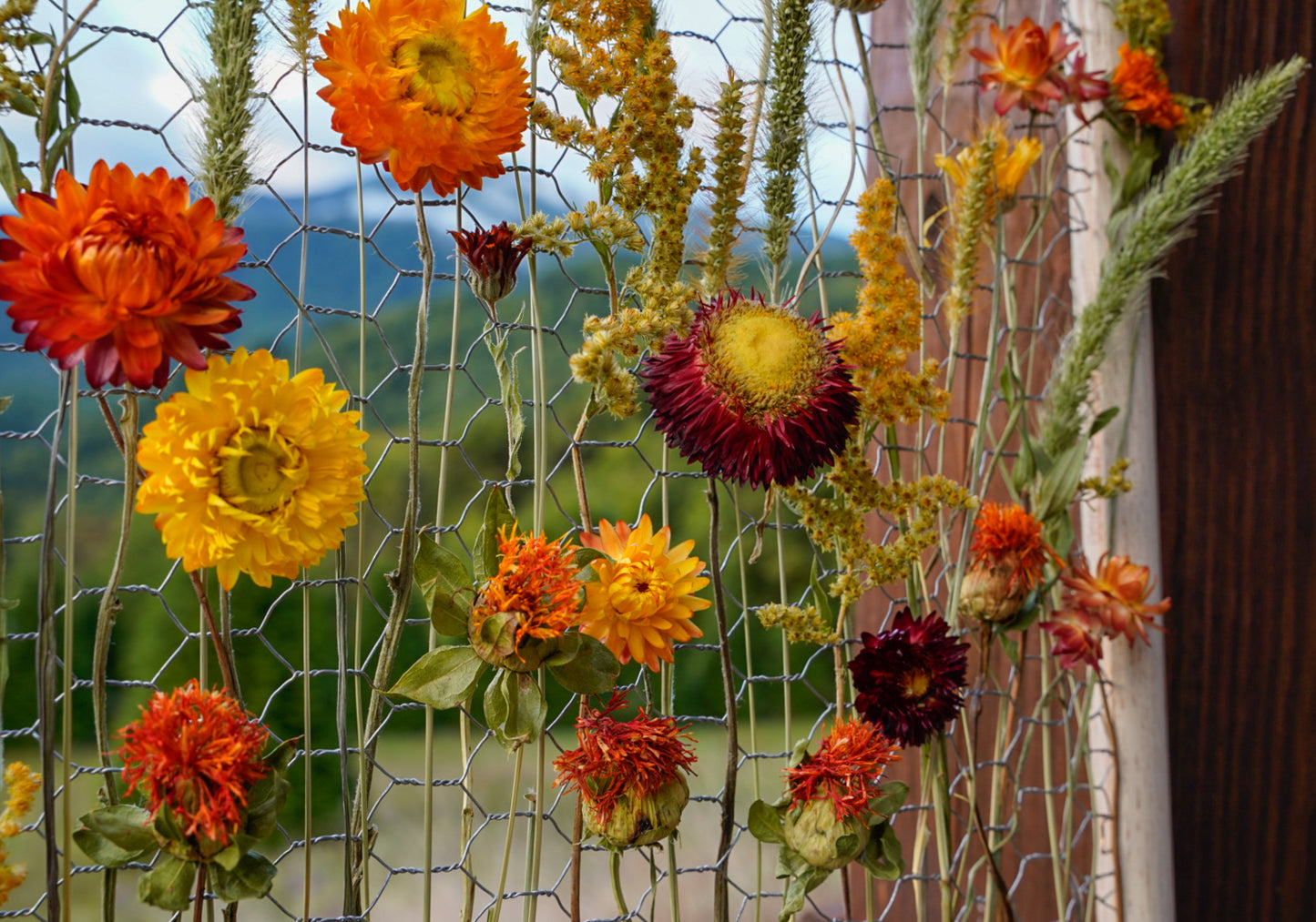 Everlasting Flower Panel- Autumn Dream