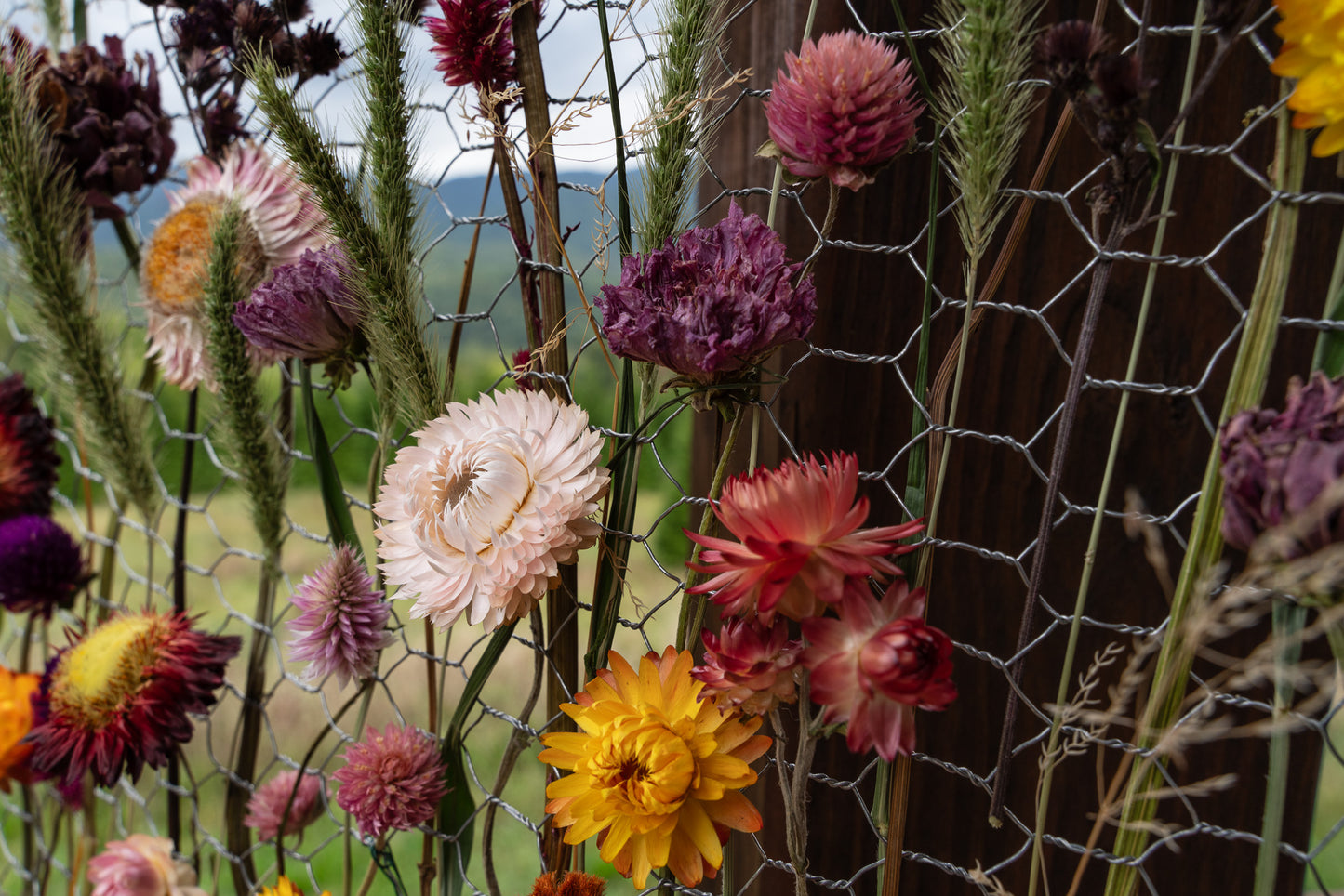 Everlasting Flower Panel- Autumn Meadow