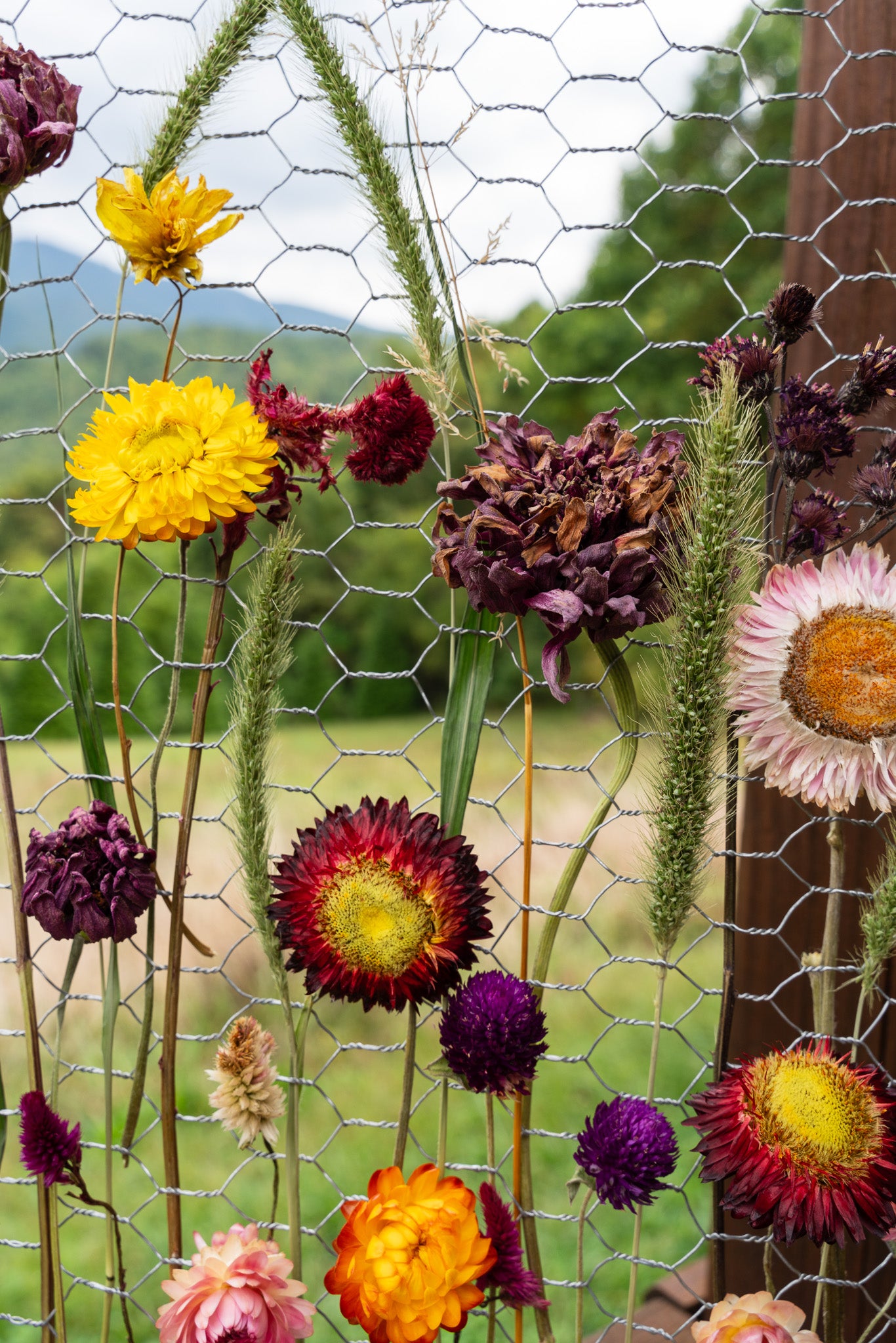 Everlasting Flower Panel- Autumn Meadow